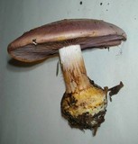 Cortinarius griseocoeruleus image