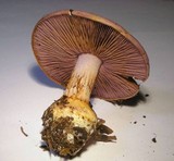 Cortinarius griseocoeruleus image