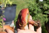 Boletus subfraternus image