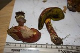 Boletus subfraternus image