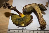 Boletus subfraternus image