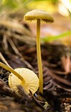 Mycena chloranthoides image