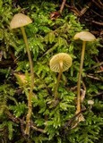 Mycena chloranthoides image