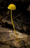 Mycena oregonensis image