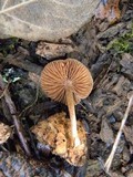 Tubaria confragosa image