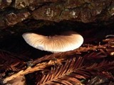 Lepiota rubrotinctoides image