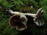 Tricholoma griseoviolaceum image