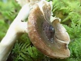 Tricholoma griseoviolaceum image