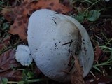 Agaricus hondensis image