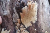 Radulodon copelandii image