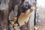 Radulodon copelandii image