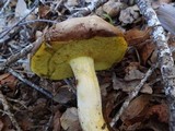 Boletus subtomentosus image