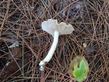 Entoloma rhodopolium image