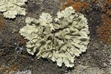 Xanthoparmelia mexicana image