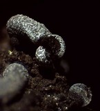 Badhamia apiculospora image