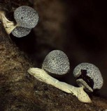 Physarum leucopus image
