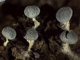 Physarum leucopus image