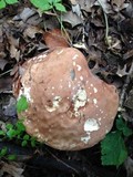 Tylopilus rubrobrunneus image