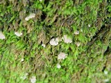 Arrhenia retiruga image