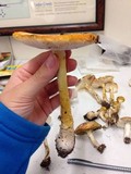 Amanita wellsii image