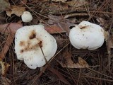 Rhodocollybia maculata image