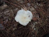 Rhodocollybia maculata image
