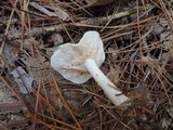 Rhodocollybia maculata image