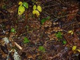 Psilocybe pelliculosa image