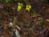 Psilocybe pelliculosa image
