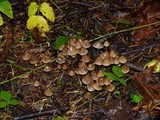 Psilocybe pelliculosa image