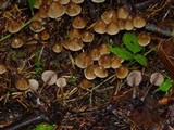 Psilocybe pelliculosa image