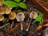 Psilocybe pelliculosa image