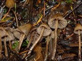 Psilocybe pelliculosa image