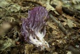 Clavaria zollingeri image