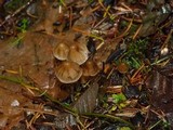 Psilocybe pelliculosa image