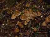Psilocybe pelliculosa image