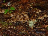 Psilocybe pelliculosa image