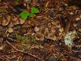 Psilocybe pelliculosa image