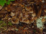 Psilocybe pelliculosa image
