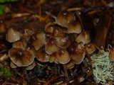 Psilocybe pelliculosa image