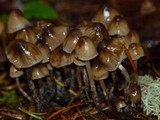 Psilocybe pelliculosa image