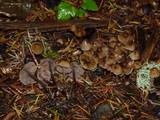 Psilocybe pelliculosa image