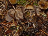 Psilocybe pelliculosa image