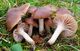 Hygrocybe colemanniana image