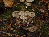 Psilocybe pelliculosa image