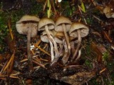 Psilocybe pelliculosa image