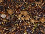 Psilocybe pelliculosa image