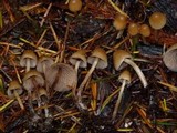 Psilocybe pelliculosa image