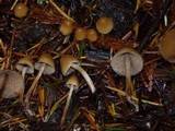 Psilocybe pelliculosa image