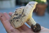 Lactarius psammicola image